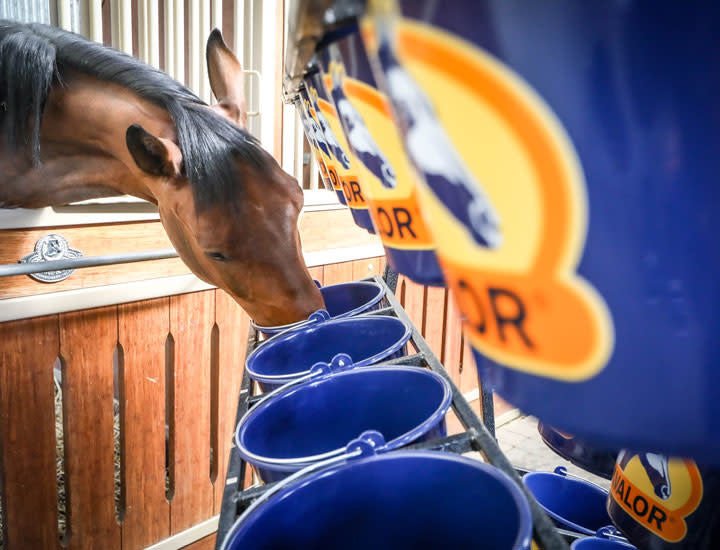 Cavalor Special Care - Fiber Force Gastro Voeding - Maddelin Equestrian Cavalor