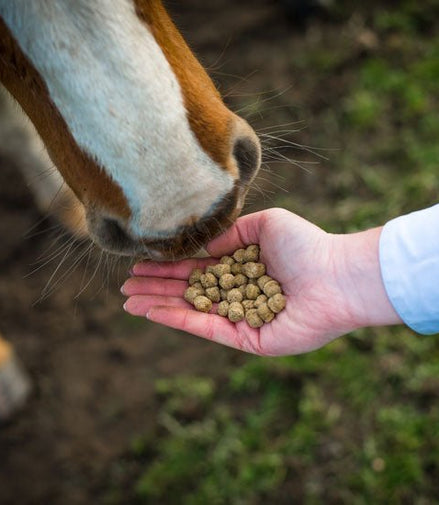 Cavalor Start & Go Soft Voeding - Maddelin Equestrian Cavalor