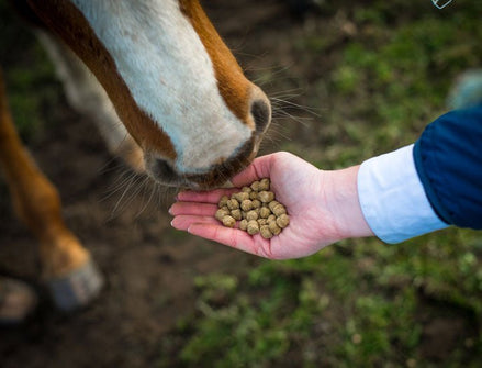 Cavalor Start & Go Soft Voeding - Maddelin Equestrian Cavalor