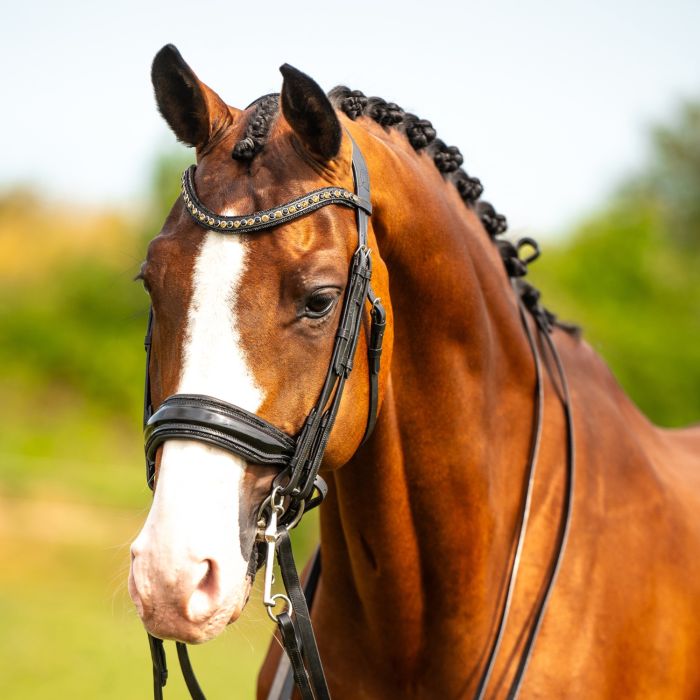 HB Showtime Tout ce dont vous aviez besoin - Snaffle