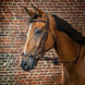 Dy'on Adjustable Drop Noseband Hoofdstel Trenshoofdstellen - Maddelin Equestrian Dy on