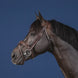 Dy'on Anatomic Flash Noseband Hoofdstel Hunter Trenshoofdstellen - Maddelin Equestrian Dy on