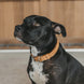Dy'on Basket Dog Collar Dogwear - Maddelin Equestrian Dy on