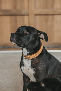 Dy'on Basket Dog Collar Dogwear - Maddelin Equestrian Dy on