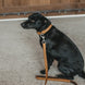 Dy'on Basket Honden Lijn 1m Dogwear - Maddelin Equestrian Dy on