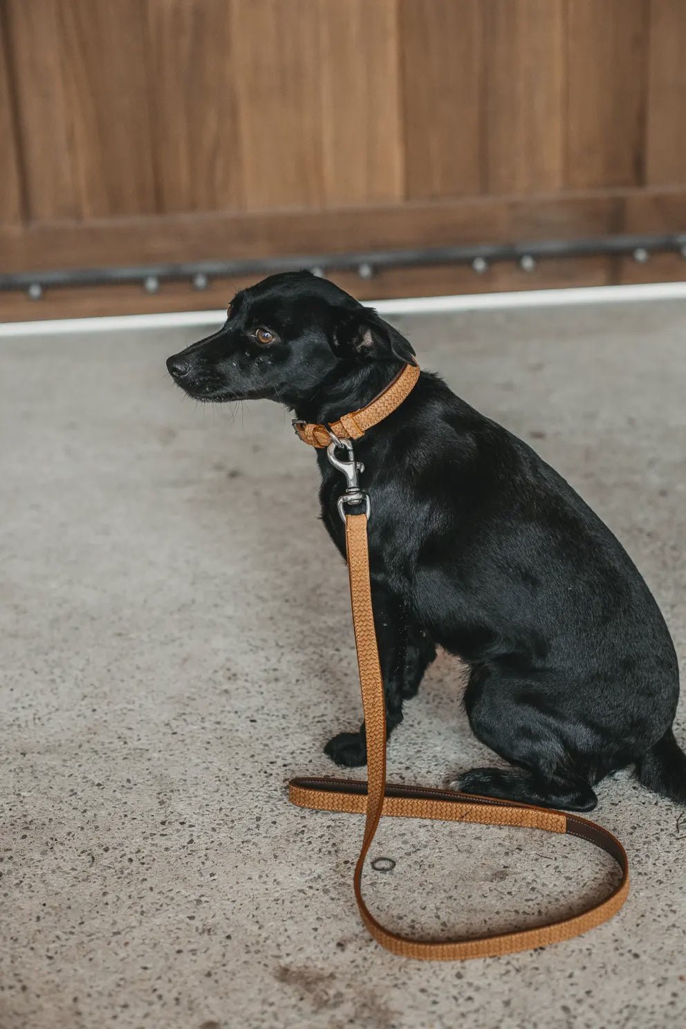 Dy'on Basket Honden Lijn 1m Dogwear - Maddelin Equestrian Dy on