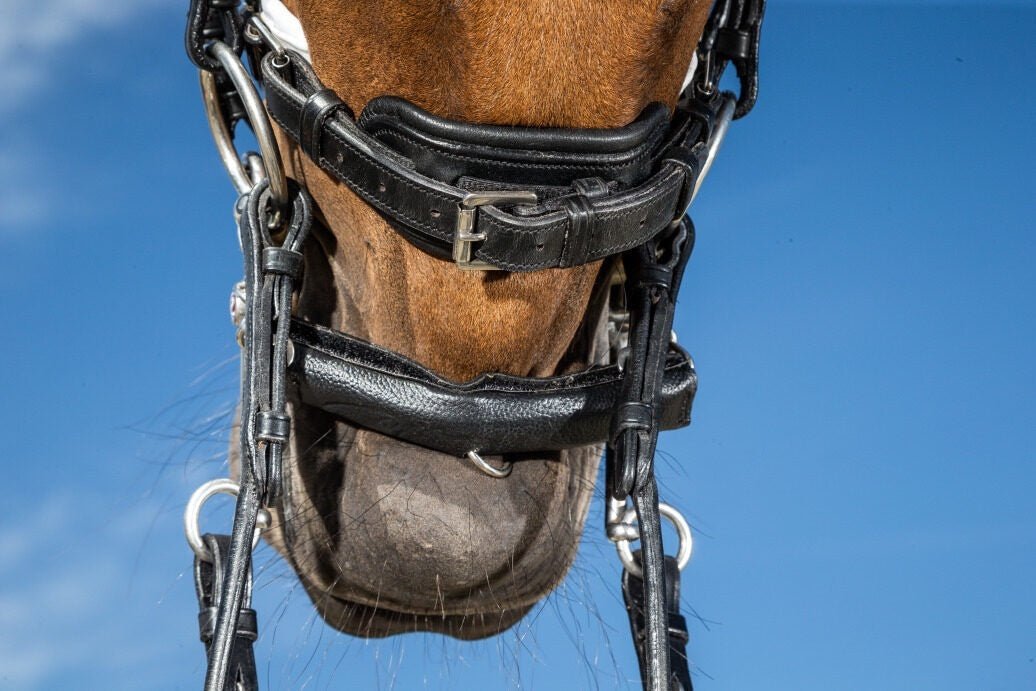 Dy'on Chain Protection With Neoprene Toebehoren bitten - Maddelin Equestrian Dy on