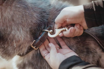 Dy'on Classic Dog Leash Dogwear - Maddelin Equestrian Dy on