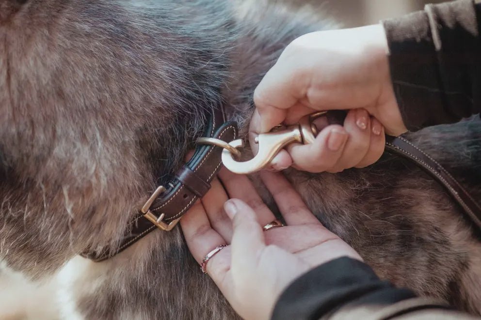 Dy'on Classic Dog Leash Dogwear - Maddelin Equestrian Dy on