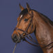 Dy'on D Motion Hoofdstel Bitloos - Maddelin Equestrian Dy on