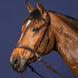 Dy'on D Motion Hoofdstel Bitloos - Maddelin Equestrian Dy on