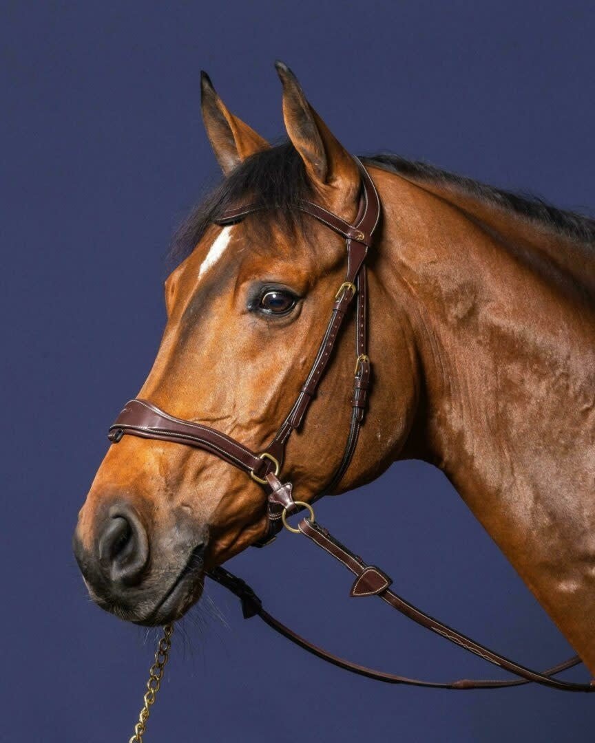 Dy'on D Motion Hoofdstel Bitloos - Maddelin Equestrian Dy on