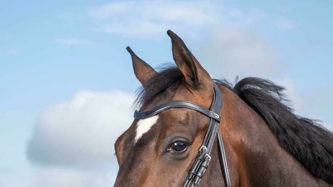 Dy'on Flat Leder V - Shaped Frontriem - New English Frontriemen - Maddelin Equestrian Dy on