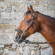 Dy'on Hackamore Hoofdstel - D Collection Trenshoofdstellen - Maddelin Equestrian Dy on