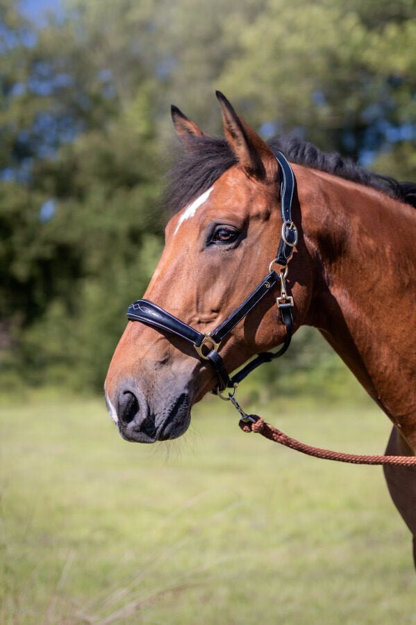 Dy'on Leather Head Collar D - Collection Lederen - Maddelin Equestrian Dy on