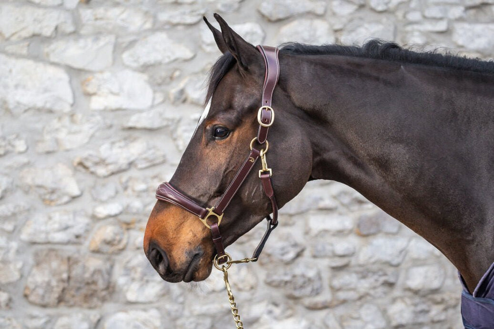 Dy'on Leather Head Collar D - Collection Lederen - Maddelin Equestrian Dy on