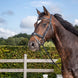 Dy'on Medium Crank Trenshoofdstel met Aansnoerneusriem Trenshoofdstellen - Maddelin Equestrian Dy on