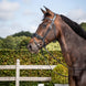 Dy'on Patent Large Crank Noseband w Flash - New English Trenshoofdstellen - Maddelin Equestrian Dy on