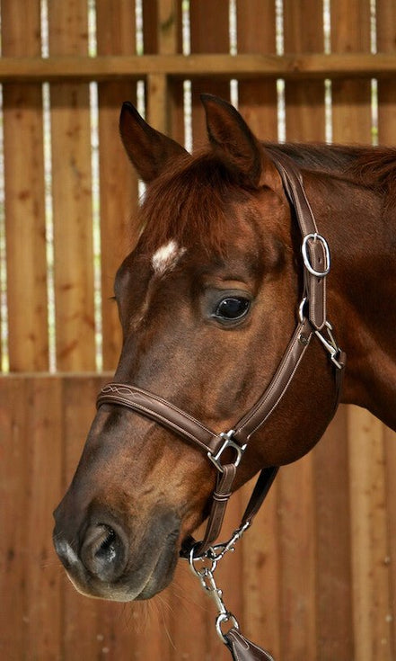 Dy'on Soft Leather Head Collar Working Collection Touwen - Maddelin Equestrian Dy on