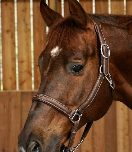 Dy'on Soft Leather Head Collar Working Collection Touwen - Maddelin Equestrian Dy on