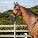 Dy'on Stang en Trens Hoofdstel Brede Lak Neusriem Stang & Trens - Maddelin Equestrian Dy on