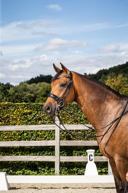 Dy'on Stang & Trens hoofdstel met brede matte Crank neusriem Stang & Trens - Maddelin Equestrian Dy on