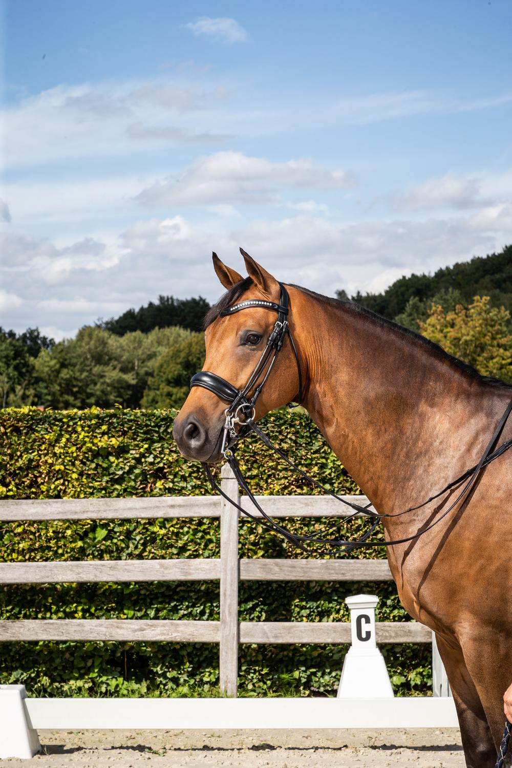 Dy'on Stang & Trens hoofdstel met brede matte Crank neusriem Stang & Trens - Maddelin Equestrian Dy on