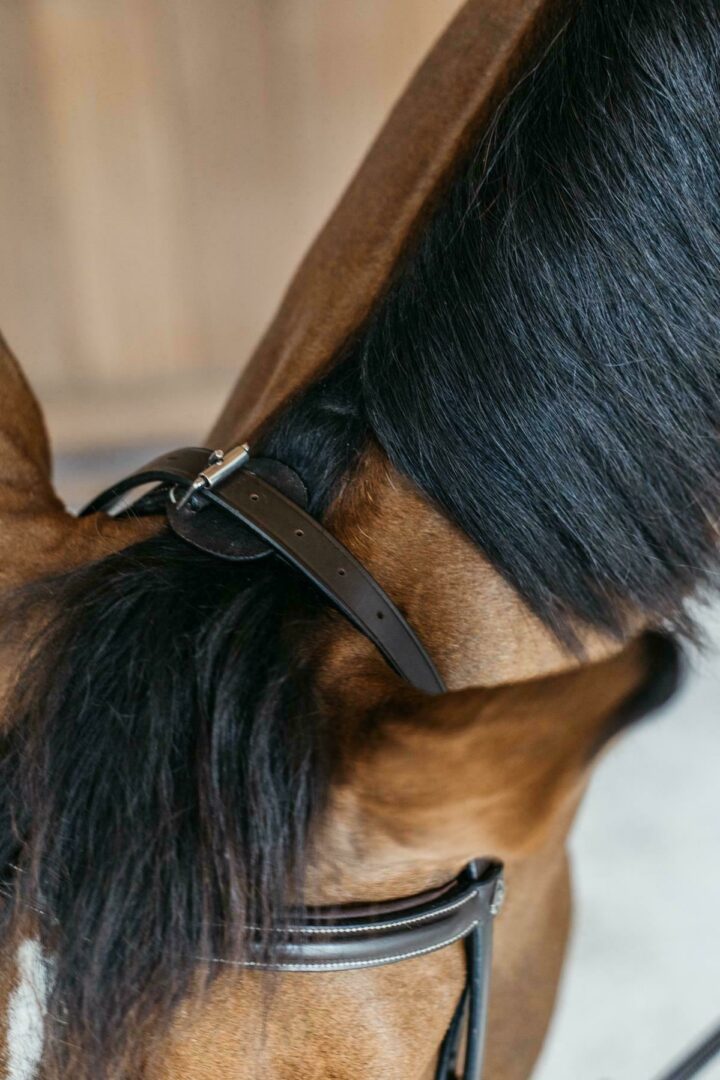 Dy'on Training Hoofdstel Full Working Collection Trenshoofdstellen - Maddelin Equestrian Dy on