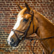 Dy'on X - Fit Hoofdstel D - Collection Trenshoofdstellen - Maddelin Equestrian Dy on