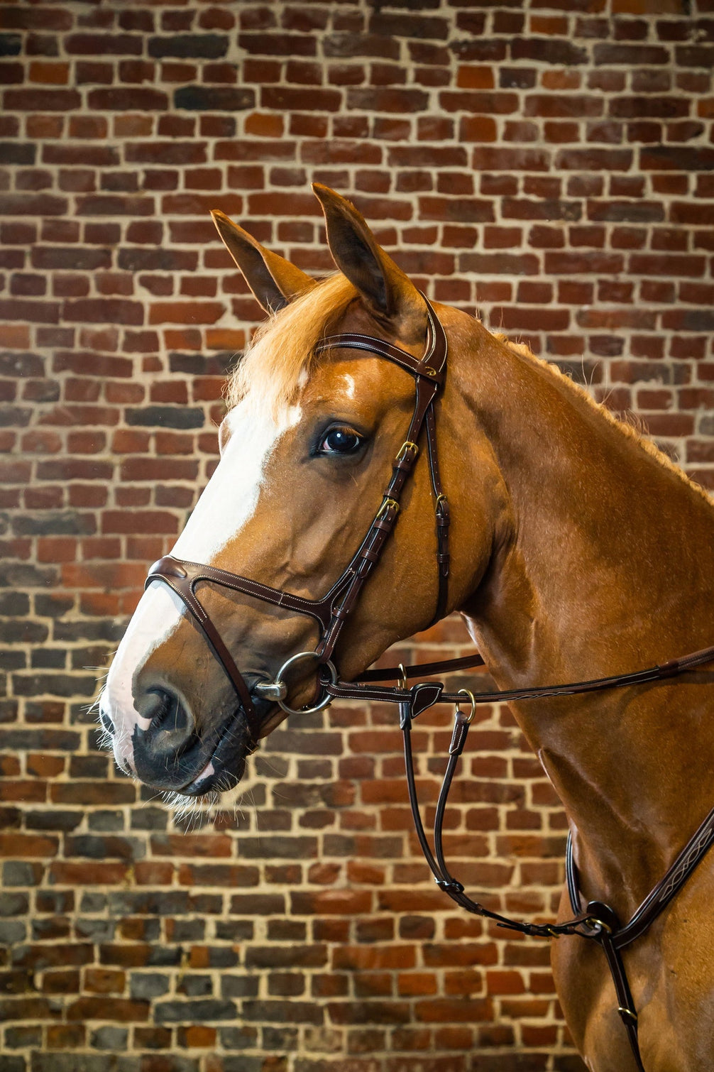 Dy'on X - Fit Hoofdstel D - Collection Trenshoofdstellen - Maddelin Equestrian Dy on
