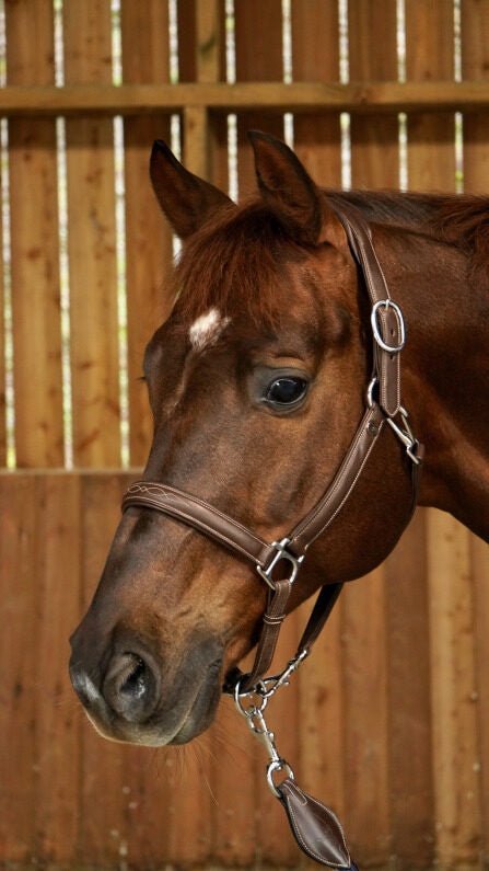 Dy'on Zacht Lederen Halster Lederen - Maddelin Equestrian Dy on