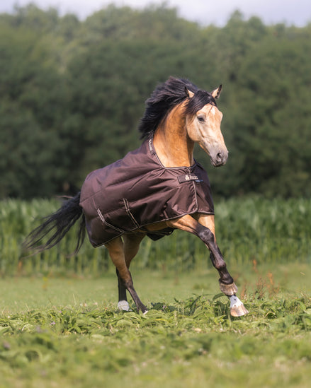Bucas Irish Turnout Espresso op een paard in de wei