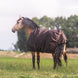 Bucas Irish Turnout Espresso zijaanzicht