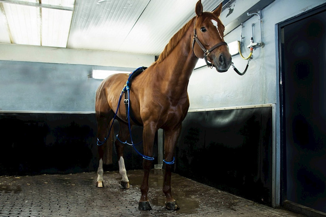 Equine Legcooler