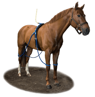 Equine Legcooler Stalbenodigdheden - Maddelin Equestrian Equine Legcooler