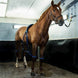 Equine Legcooler Stalbenodigdheden - Maddelin Equestrian Equine Legcooler