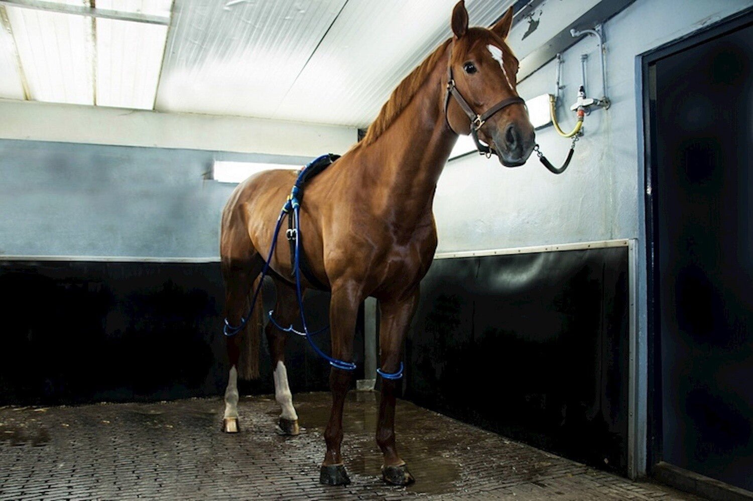 Equine Legcooler Stalbenodigdheden - Maddelin Equestrian Equine Legcooler