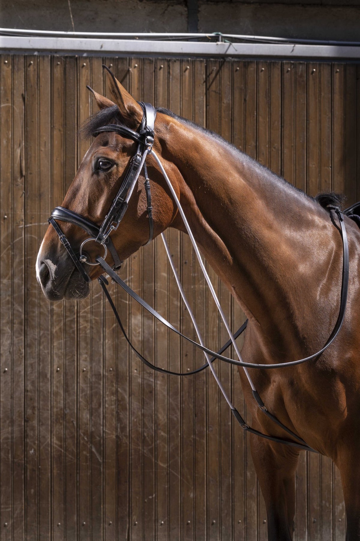 Eric Thomas Pro Chambon Hulpteugels - Maddelin Equestrian