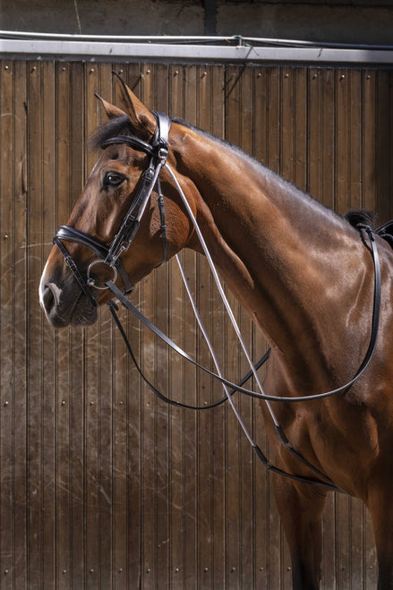 Eric Thomas Pro Chambon Hulpteugels - Maddelin Equestrian