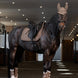 Eskadron Oornetje Dynair Mesh Sport Platinum 25 Oornetjes - Maddelin Equestrian Eskadron