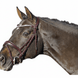 Euroriding Hoofdstel La Rochelle met Zweedse Neusriem Trenshoofdstellen - Maddelin Equestrian Euroriding