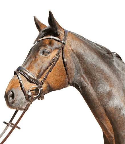 Euroriding Hoofdstel Patent Versailles Trenshoofdstellen - Maddelin Equestrian Euroriding