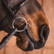 Fager Claudia Sweet Iron Watertrens - Maddelin Equestrian Fager