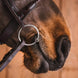 Fager Felix Sweet Iron Watertrens - Maddelin Equestrian Fager