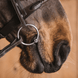 Fager Hilda Watertrens Watertrens - Maddelin Equestrian Fager