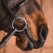 Fager John Sweet Iron Watertrens - Maddelin Equestrian Fager