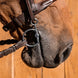 Fager Maria Titanium Baucher 3ring, Beval, Kimblewick, RNF, Butterfly,... - Maddelin Equestrian Fager