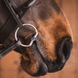 Fager Martin FL Sweet Iron Bus, D, Eggbutt,... - Maddelin Equestrian Fager