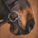 Fager Thilde Titanium Fixed rings Bit Bus, D, Eggbutt,... - Maddelin Equestrian Fager