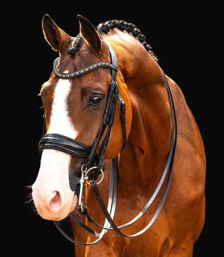 HB Showtime All You Needed Stang & Trens - Maddelin Equestrian HB